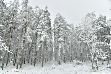 Sapinières parmi les zones de tourbières figées par la neige et le givre au plateau des Hautes Fagnes à Waimes