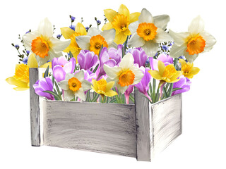 floral arrangement of daffodils and crocuses in a basket illustration