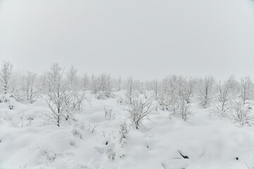Fototapeta na wymiar Zones de tourbières entre les buissons sous la neige et de givre par temps de brouillard dans la Fagne de la Poleur entre le Mont Rigi et le Signal de Botrange dans les Hautes Fagnes 