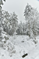 Sapinières parmi les zones de tourbières figées par la neige et le givre au plateau des Hautes Fagnes à Waimes