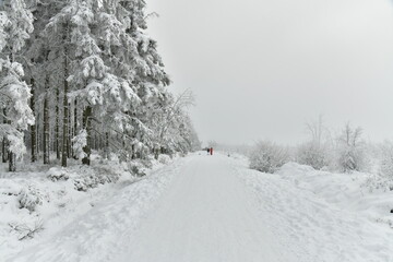 Chemin pour la promenade et le ski de fond entre les zones boisées et de tourbières dans la fagne de la Poleur entre le Mont Rigi et le Signal de Botrange sur le plateau des Hautes Fagnes 