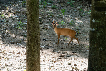 Close-up portrait of a sleeping sloth. Three-toed sloth (Bradypodidae) sleeps sitting on a tree holding a paw with large claws on a tree trunk.