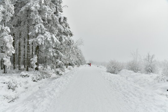 Chemin pour la promenade et le ski de fond entre les zones bois&eacute;es et de tourbi&egrave;res dans la fagne de la Poleur entre le Mont Rigi et le Signal de Botrange sur le plateau des Hautes Fagnes 