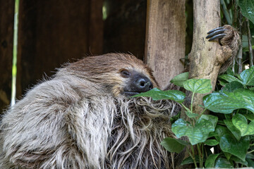 Fototapeta premium The deer stands in the forest between the trees. The Indian muntjak (Muntiacus muntjak) is a species of deer mammal native to South and Southeast Asia.