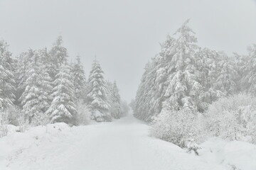 Sapinières parmi les zones de tourbières figées par la neige et le givre au plateau des Hautes...