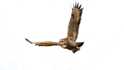 Mottled wood owl (Strix ocellata)	