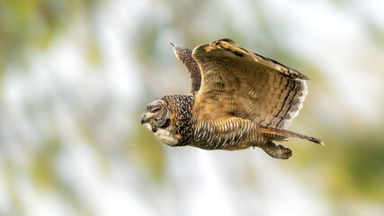 Mottled wood owl (Strix ocellata)	