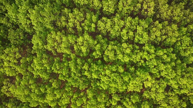 Aerial view of a rubber plantation in warm sunlight. Top view of rubber latex tree and leaf plantation, Business rubber latex agriculture. Natural landscape background.