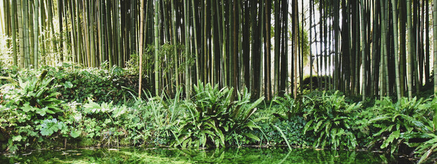 Horizontal banner or header with beautiful pond with many aquatic plants against a big bamboo...
