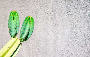 Cactus against grey wall