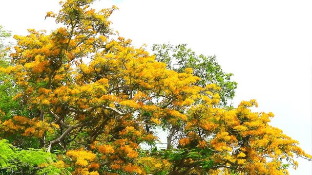 Yellow flame tree full bloom on top park in summer and blue sky white cloud background