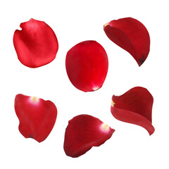 Beautiful red rose petals. Vector Realistic. Isolated