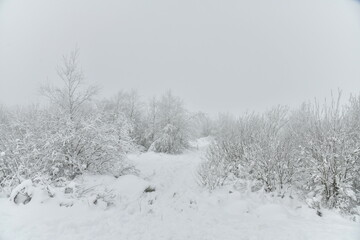 Zones de tourbières entre les buissons sous la neige et de givre par temps de brouillard dans la Fagne de la Poleur entre le Mont Rigi et le Signal de Botrange dans les Hautes Fagnes 