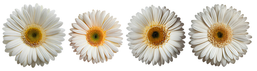 Assorted white gerbera daisy flower heads isolated on transparent PNG background. Created with Generative AI.	