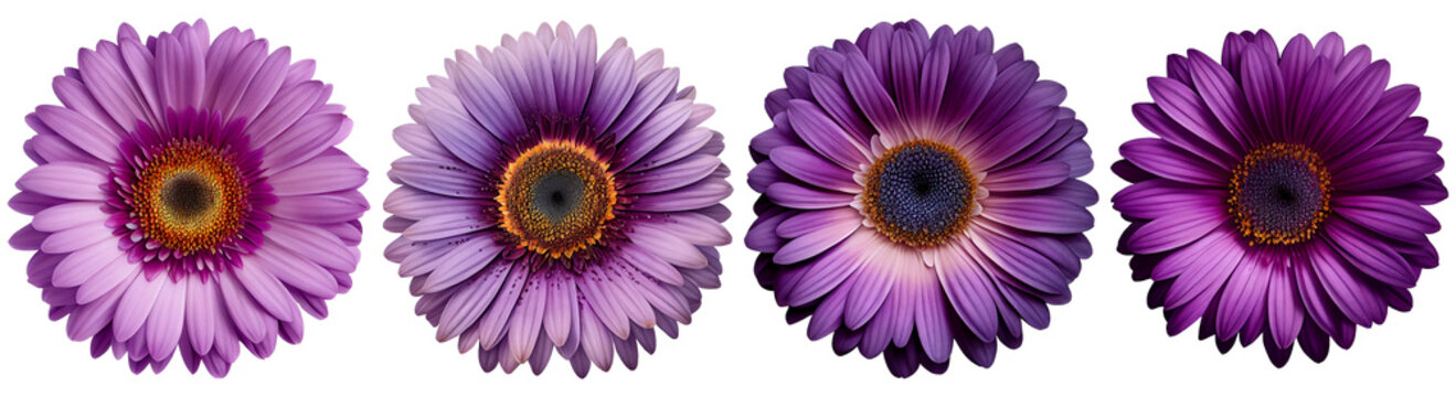 Assorted purple gerbera daisy flower heads isolated on transparent PNG background. Created with Generative AI.	