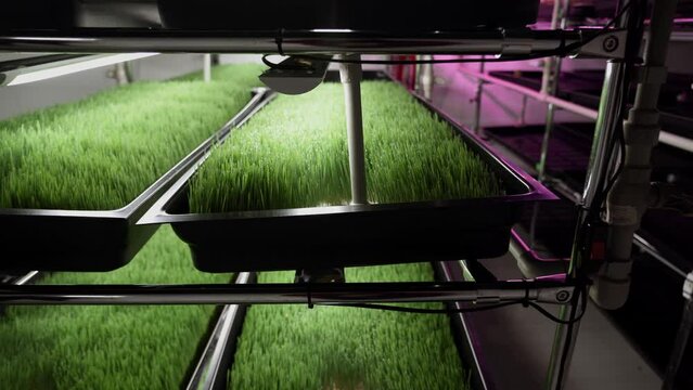 Sprouted wheat seeds. Wheat germ. Wheatgrass. Green grass. A small business growing green shoots for a healthy diet. 4k
