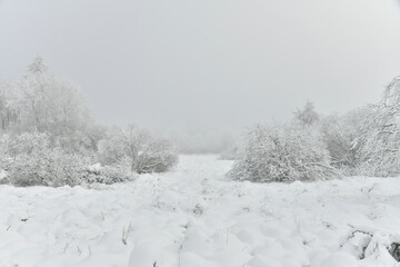 Zones de tourbi&egrave;res entre les buissons sous la neige et de givre par temps de brouillard dans la Fagne de la Poleur entre le Mont Rigi et le Signal de Botrange dans les Hautes Fagnes 