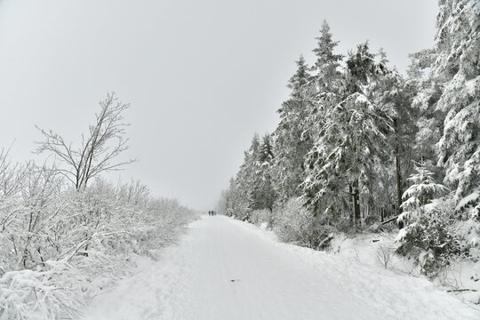 Chemin pour la promenade et le ski de fond entre les zones bois&eacute;es et de tourbi&egrave;res dans la fagne de la Poleur entre le Mont Rigi et le Signal de Botrange sur le plateau des Hautes Fagnes 