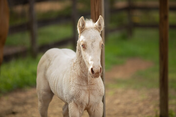 Perlino horse headshot 