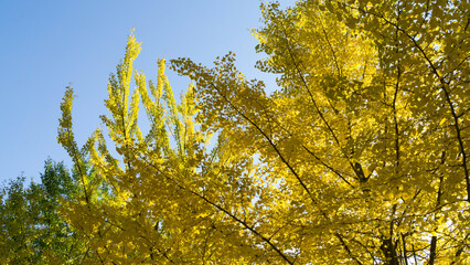 Fototapeta premium Korean ginkgo trees soaring into the sky