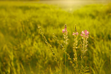 part of blurred field where green grass grows in evening, juicy cogon grass with flowers in meadow in summer or spring season, natural abstract background colour and copy space, agricultural landscape