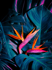 Tropical exotic flower, Closeup of Bird of Paradise or strelitzia reginae bouquet blooming on blue...