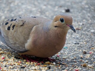 Mourning Dove on concrete feeding area.