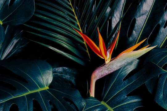 Tropical exotic flower, Closeup of Bird of Paradise or strelitzia reginae bouquet blooming on blue leaves background