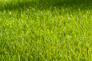 Serene Greenery: Close-Up Photo of Lush Grass in a Park