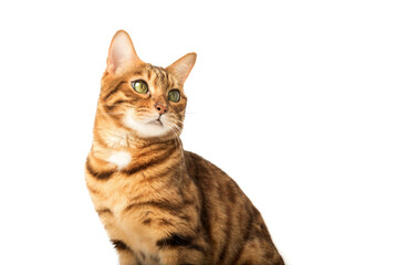 Portrait of a young Bengal cat in front of a white background.