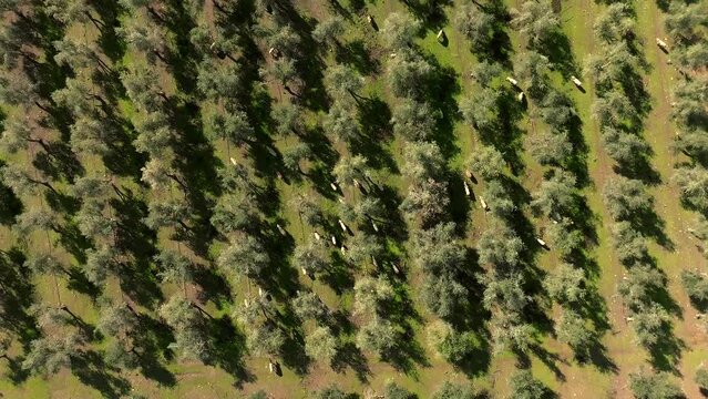 Flock of Sheep grazing under Olive trees, Aerial view
