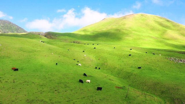 Aerial view of cattle in a pasture land, Waimea, Hawaii Island, Hawaii, United States.
