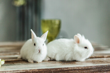 A group of cute Easter bunny rabbits on the table in the living room. Beautiful cute pets.