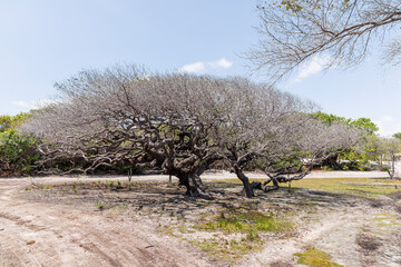 paisagem do Rio Pregui&ccedil;a no Maranh&atilde;o 