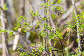 Leaf warbler singing in the springtime