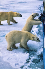 Polar bears by a ship looking for food