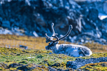 Resting Svalbard Reindeer bull on the tundra