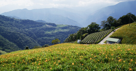 Orange day lily flower field in Taimali Kinchen Mountain in Taitung
