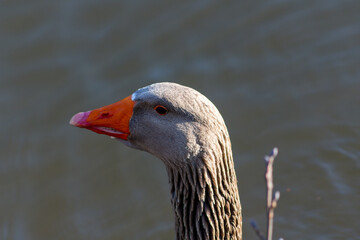 oies sauvages