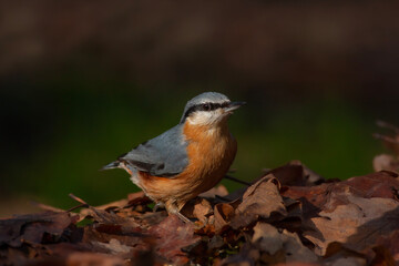 a cute beautiful bird with an orange breast, Eurasian Nuthatch, Sitta europaea, turkey