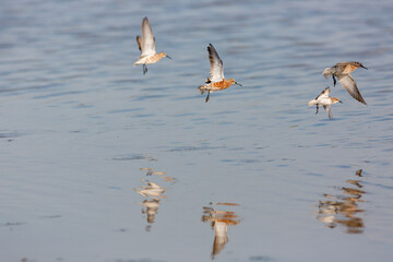 water bird in its natural environment, Curlew Sandpiper, Calidris ferruginea