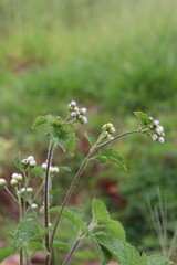 flowers in the garden