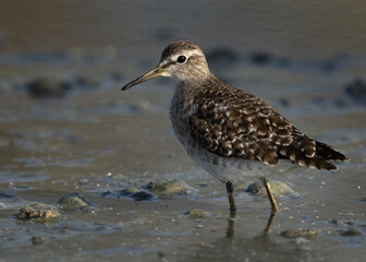 Portrait of a Wood Sandpiper at Asker marsh, Bahrain