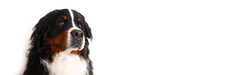 Stock Foto Bernese mountain dog on white background. Studio shot of a dog on an isolated background. Isolate on a white background, ready-made inscription for design and layout. Banner.