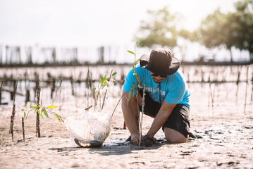 Asian man in blue t-shirt planting mangrove seedlings into mud area, Volunteering work outdoors...