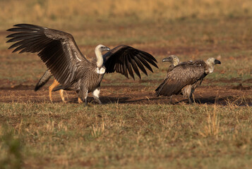 A black-backed jackal at the back of Ruppells Griffon Vultures at Masai Mara., Kenya