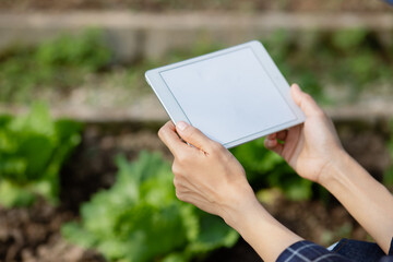 person holding tablet computer in vegetable garden at greenhouse, quality smart farmer.
