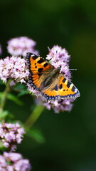 Obraz premium Panted Lady butterfly on flower