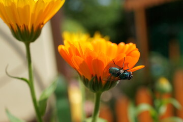 Orange Marigold with fly