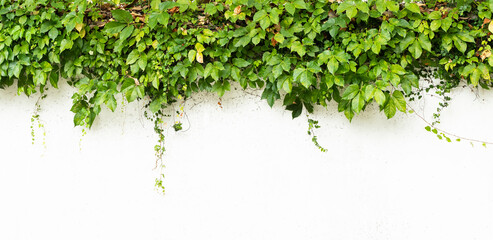 green ivy isolated on white background - obrazy, fototapety, plakaty